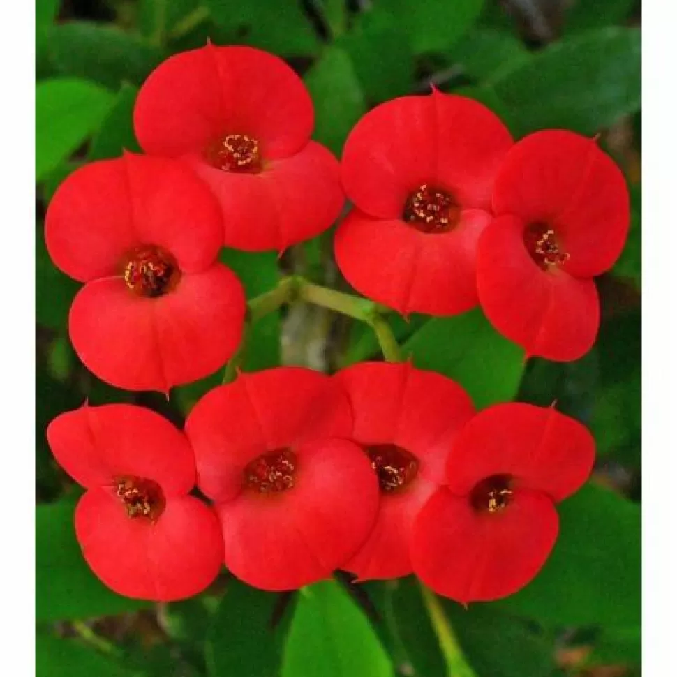 Euphorbia Milii Vaso 14Cm>PERAGASHOP Hot