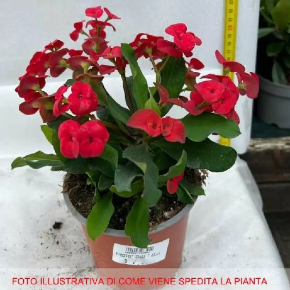 Euphorbia Milii Vaso 14Cm>PERAGASHOP Hot