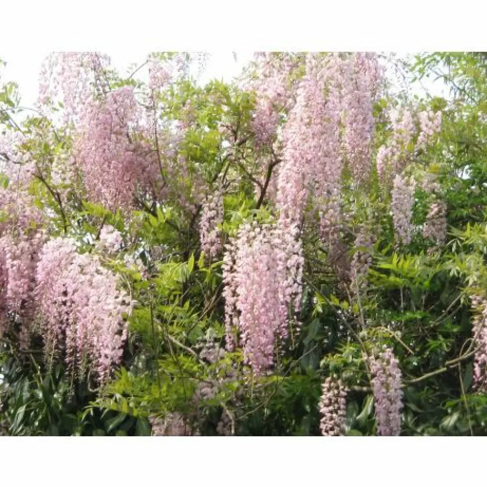 Glicine Wisteria Floribunda Rosea Vaso 16Cm>PERAGASHOP Clearance