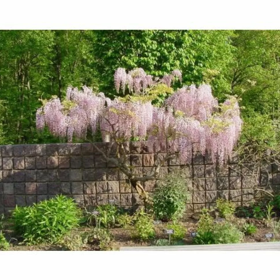 Glicine Wisteria Floribunda Rosea Vaso 16Cm>PERAGASHOP Clearance