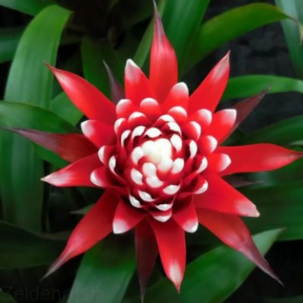 Guzmania Hope In Vaso 12Cm>PERAGASHOP Cheap