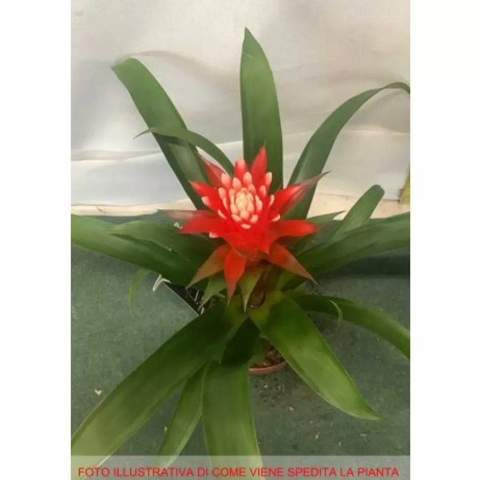 Guzmania Hope In Vaso 12Cm>PERAGASHOP Cheap