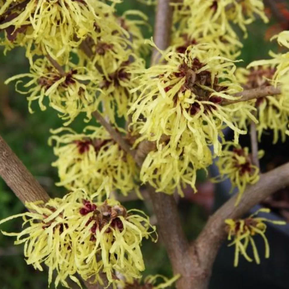 Hamamelis Intermedia Pallida Gialla Vaso 23Cm>PERAGASHOP Cheap