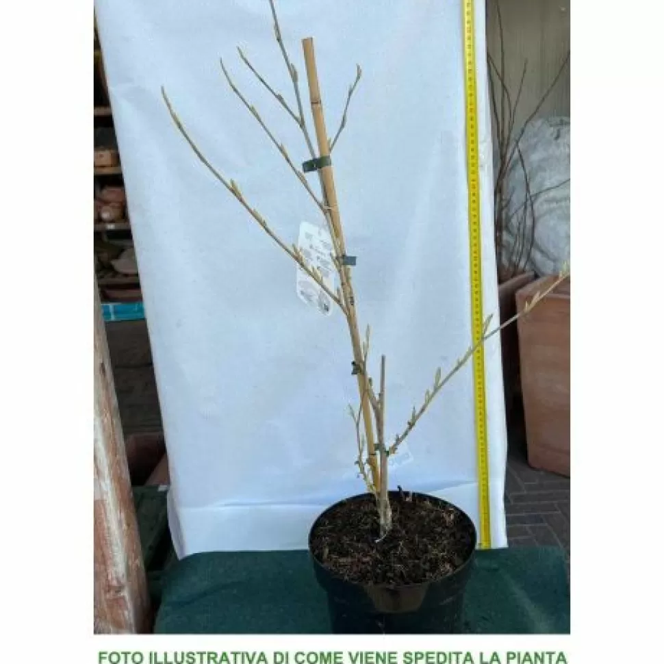 Hamamelis Intermedia Pallida Gialla Vaso 23Cm>PERAGASHOP Cheap