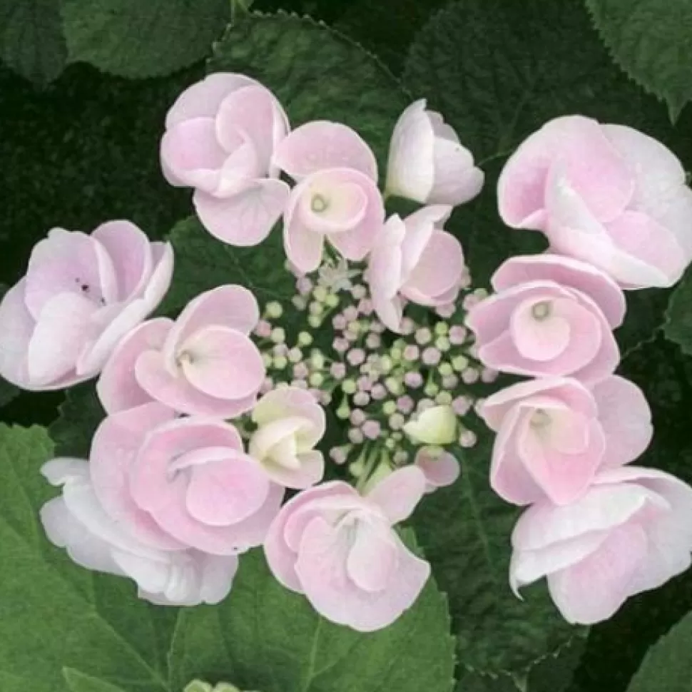 Hydrangea Macrophylla Hovaria Hobella Vaso 14Cm>PERAGASHOP Store