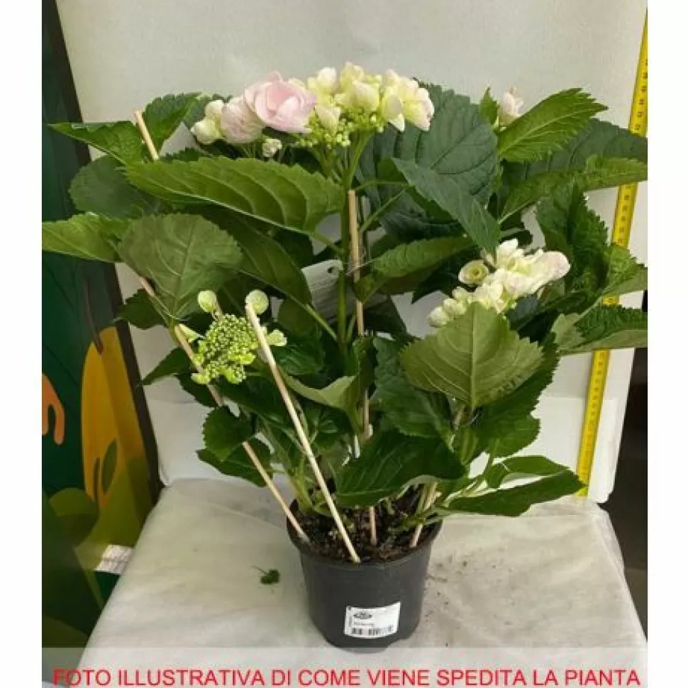 Hydrangea Macrophylla Hovaria Hobella Vaso 14Cm>PERAGASHOP Store