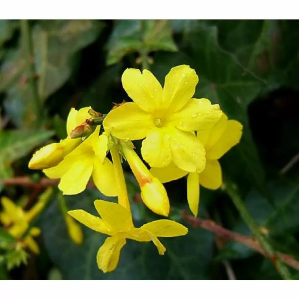 Jasminum Gelsomino Nudiflorum Vaso 12Cm>PERAGASHOP Shop