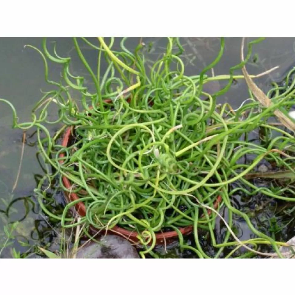 Juncus Effusus Spiralis Vaso 13Cm>PERAGASHOP Store