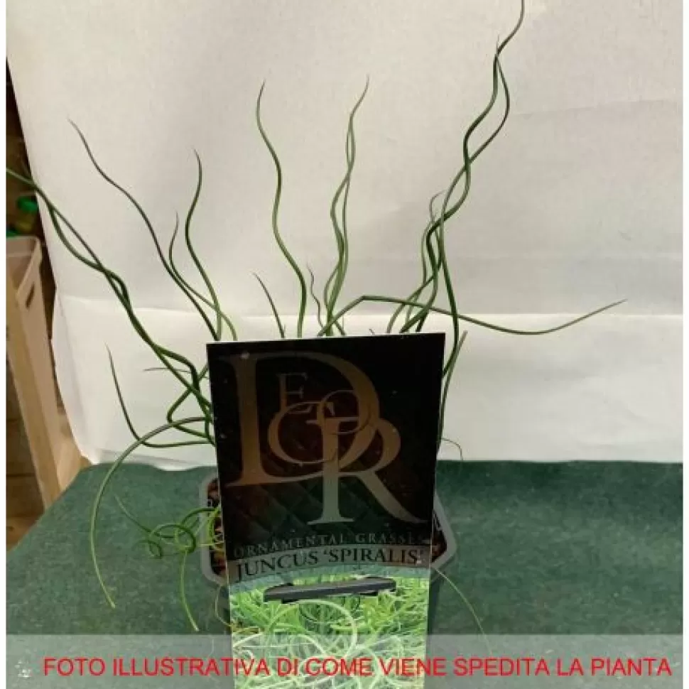 Juncus Effusus Spiralis Vaso 13Cm>PERAGASHOP Store