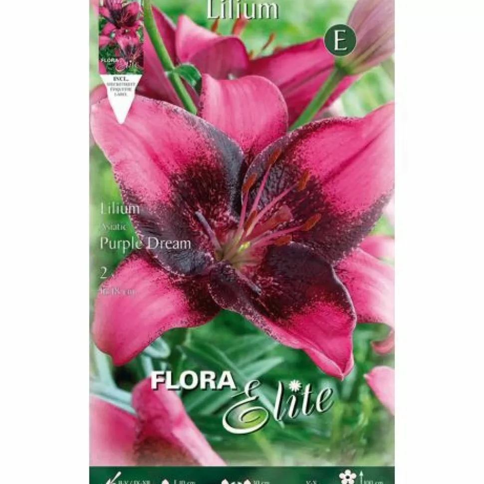 Lilium Asiatic Purple Dream (Confezione Da 2 Bulbi)>PERAGASHOP Cheap