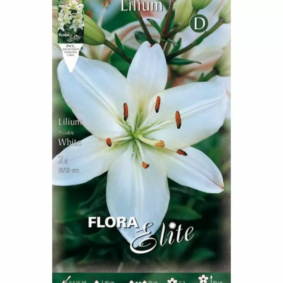 Lilium Asiatic White (Confezione Da 2 Bulbo)>PERAGASHOP Store