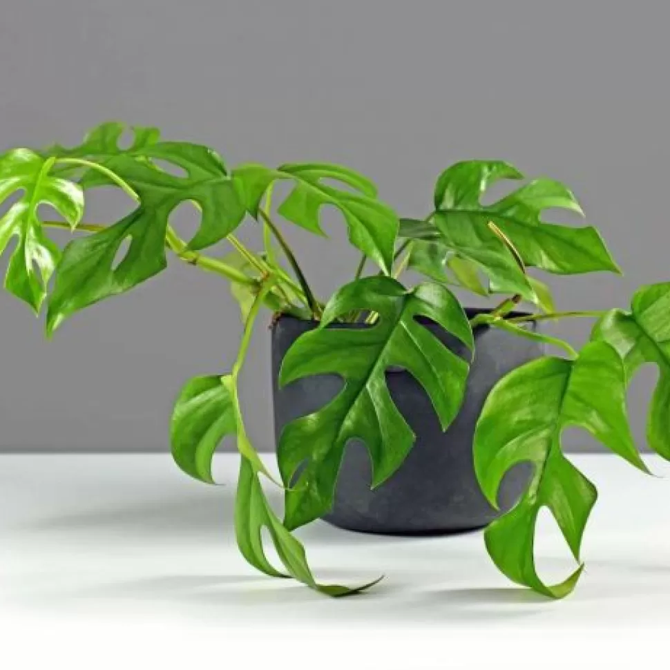 Monstera Minima Vaso 12Cm>PERAGASHOP Hot