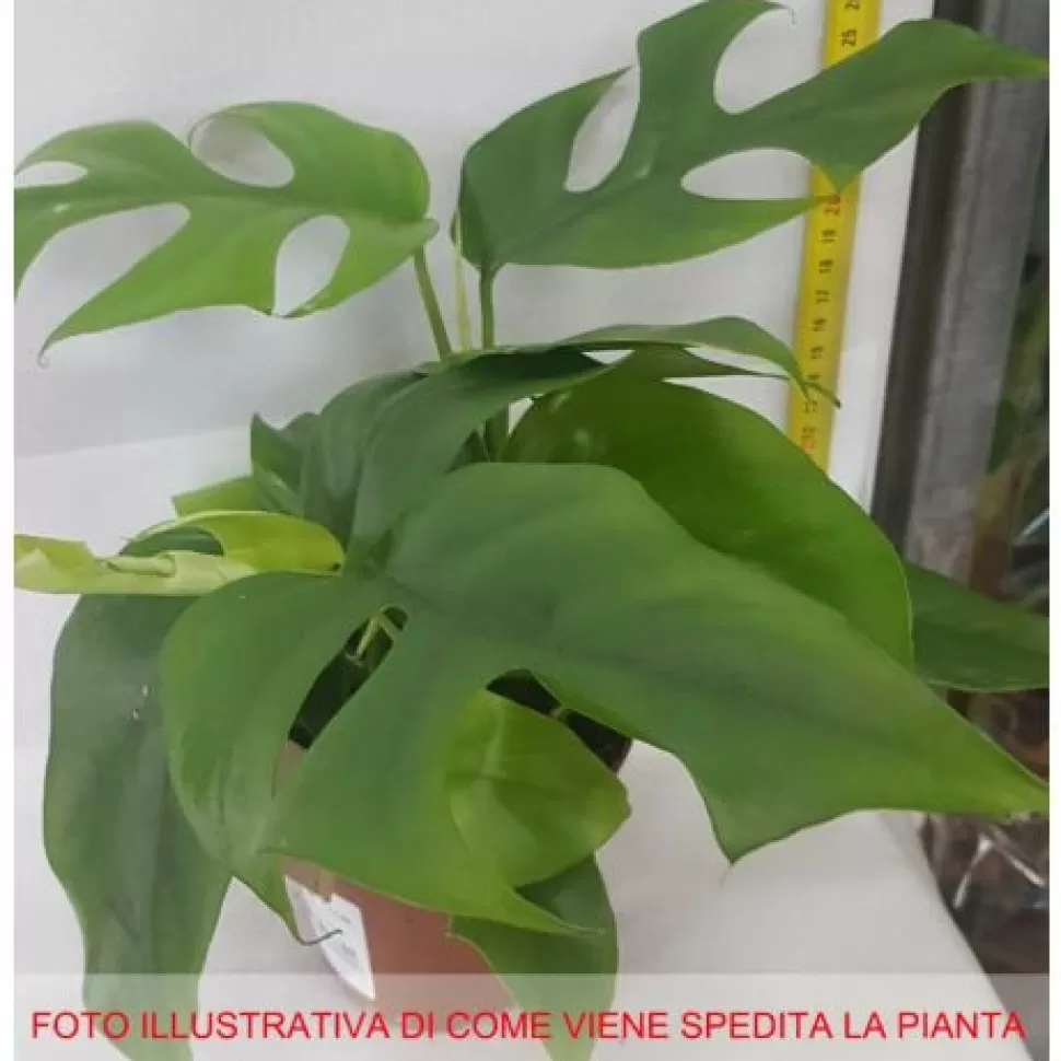 Monstera Minima Vaso 12Cm>PERAGASHOP Hot