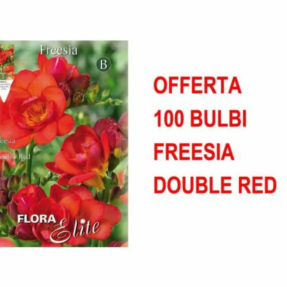 Offerta 100 Bulbi Freesia Double Red>PERAGASHOP Outlet