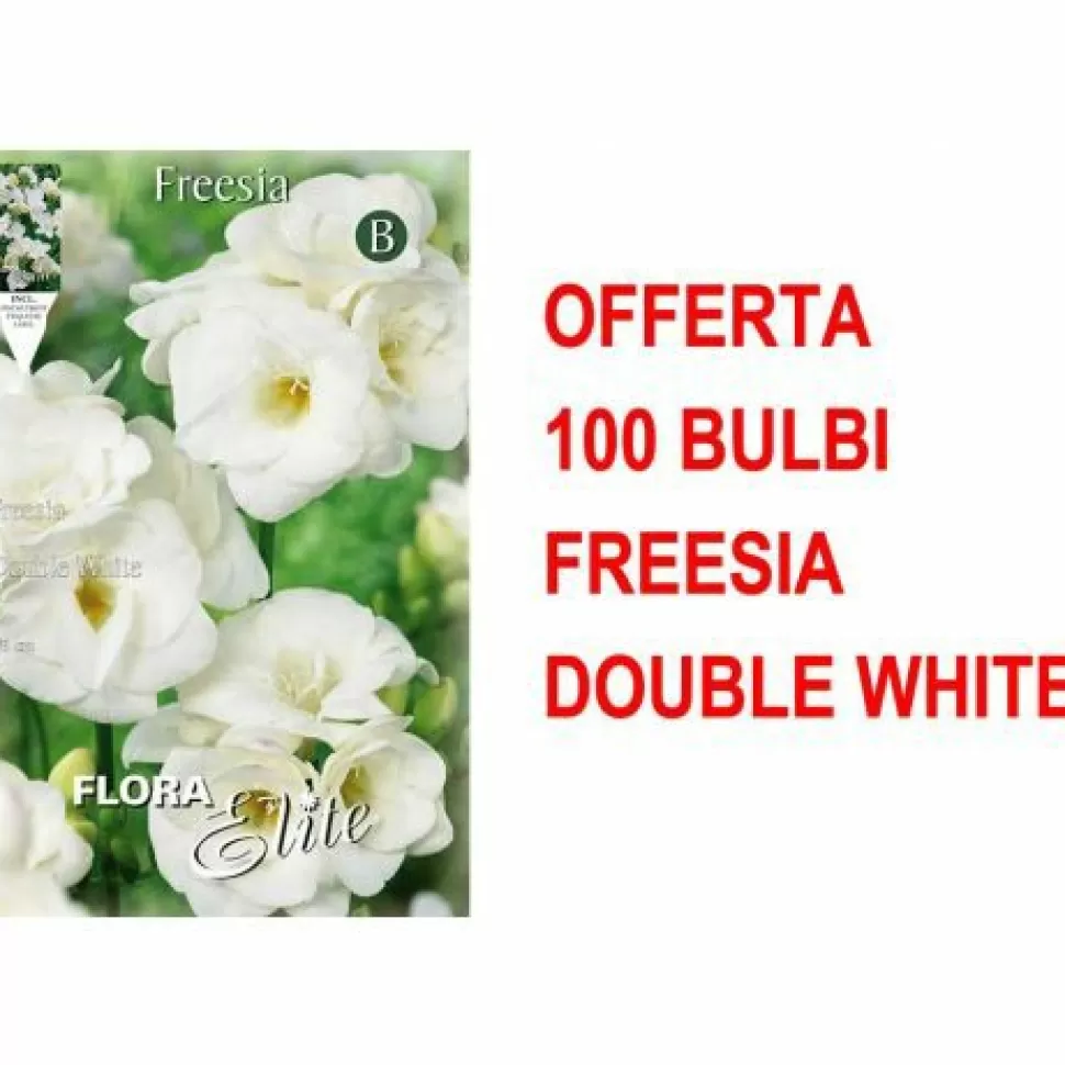 Offerta 100 Bulbi Freesia Double White>PERAGASHOP Cheap