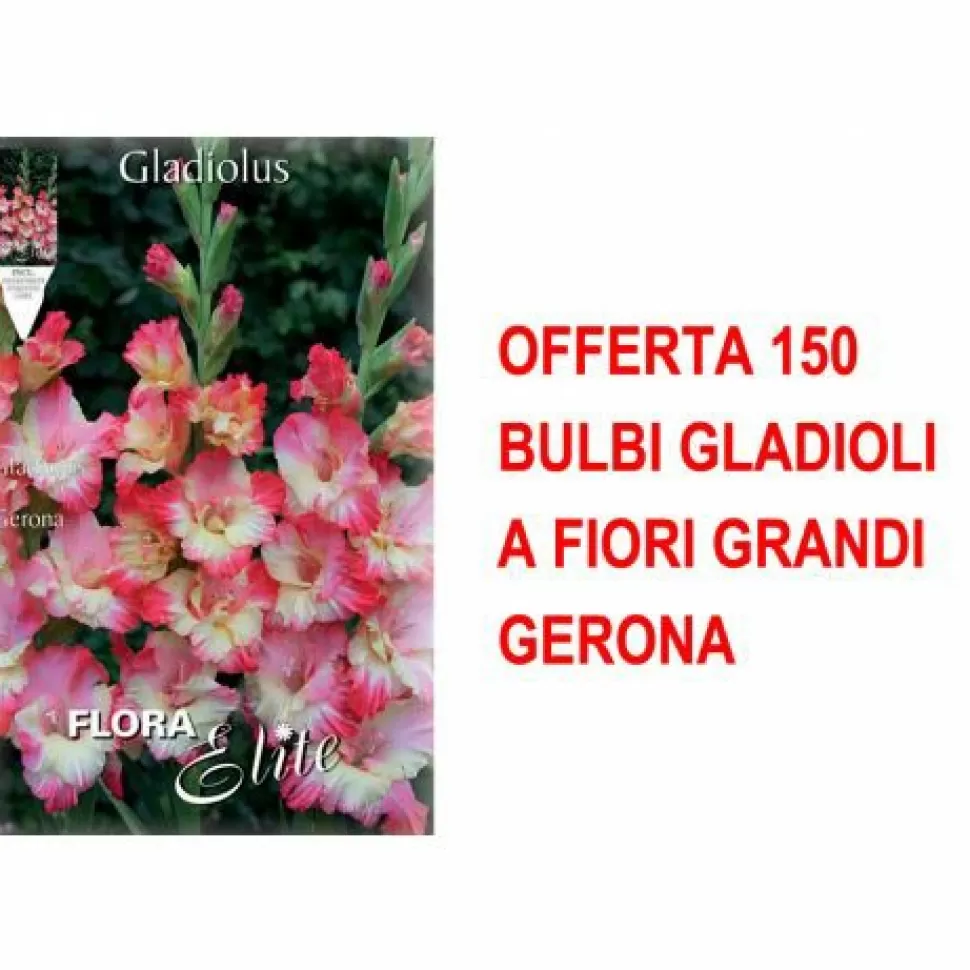 Offerta 150 Bulbi Gladioli A Fiori Grandi Gerona>PERAGASHOP Cheap