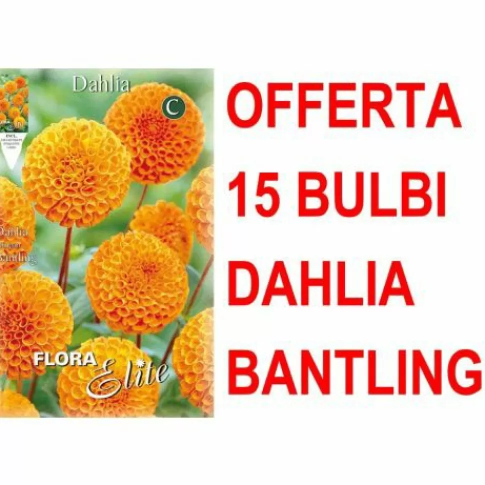 Offerta 15 Bulbi Dahlia Pompon Bantling>PERAGASHOP Discount