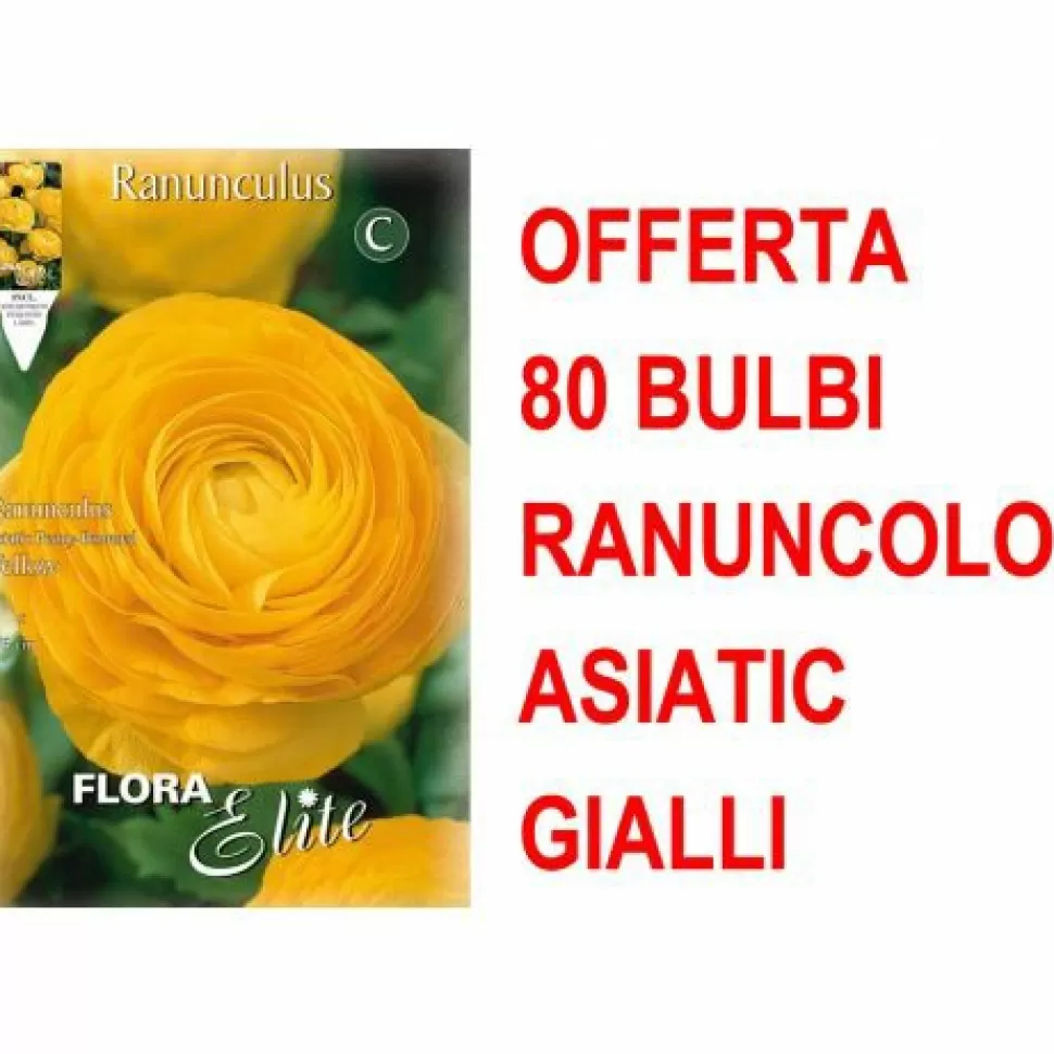 Offerta 80 Bulbi Ranuncolo Asiatic Yellow>PERAGASHOP Best