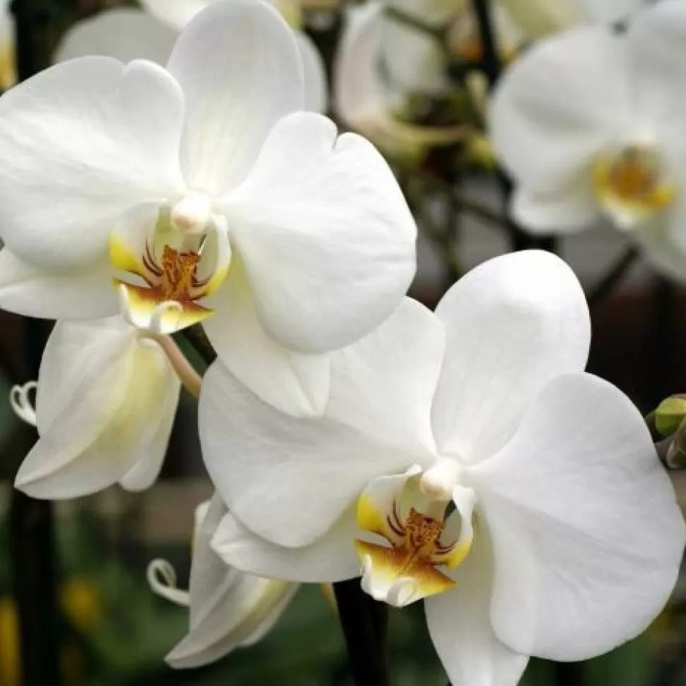 Orchidea Phalaenopsis Bianca Vaso 10Cm>PERAGASHOP Outlet