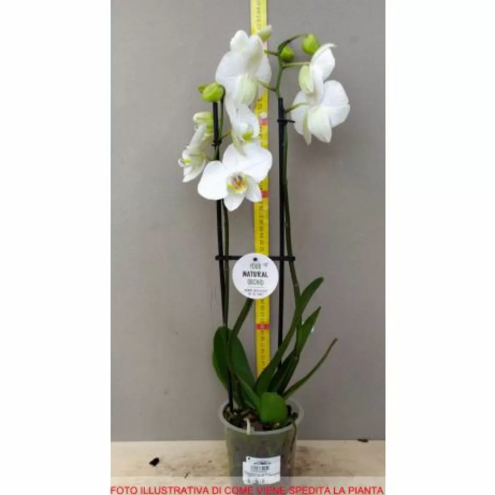 Orchidea Phalaenopsis Bianca Vaso 10Cm>PERAGASHOP Outlet