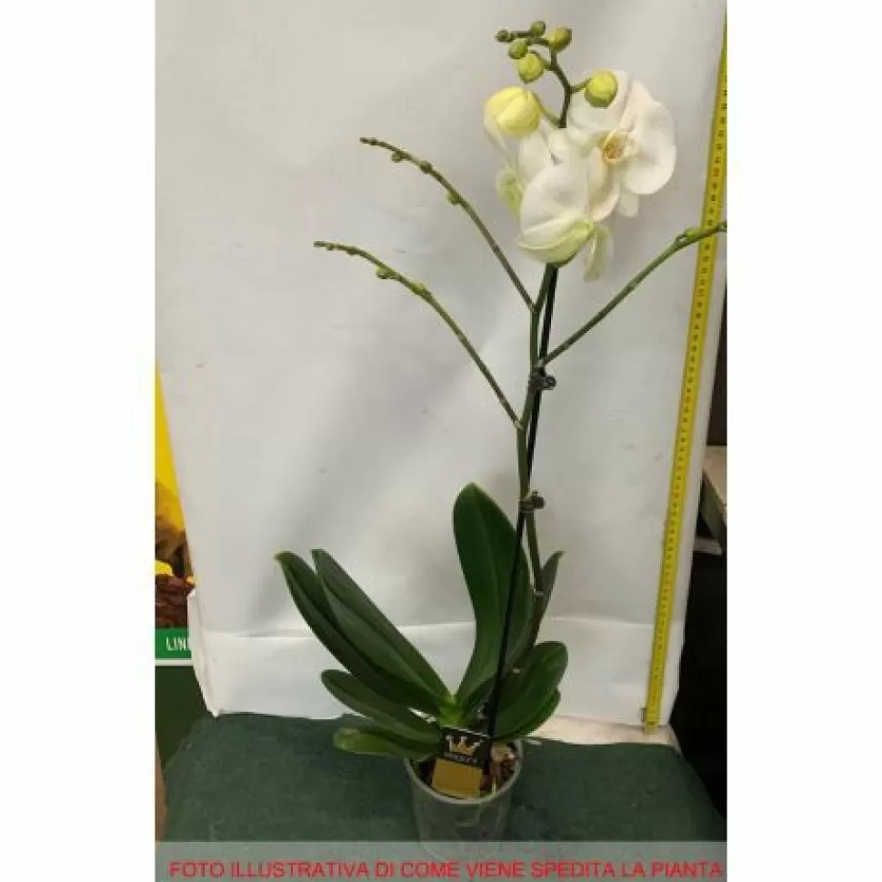 Orchidea Phalaenopsis Bianca Vaso 12Cm 1 Ramo>PERAGASHOP Cheap