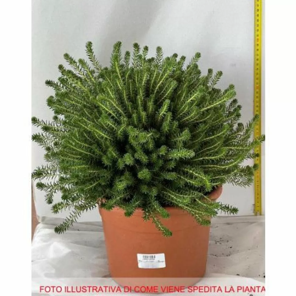 Phylica Ericoides Vaso 25Cm>PERAGASHOP Discount