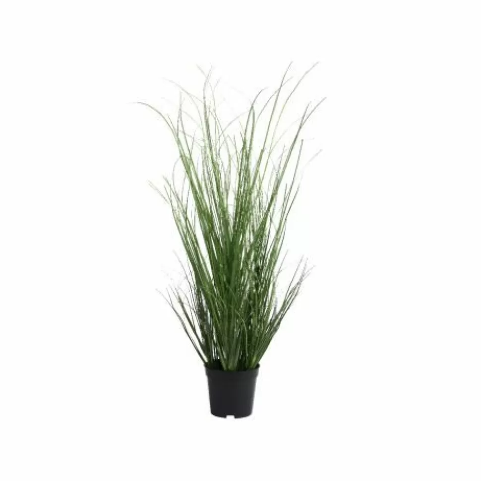 Pianta Grassa In Vaso D50 H100 Cm>PERAGASHOP Cheap