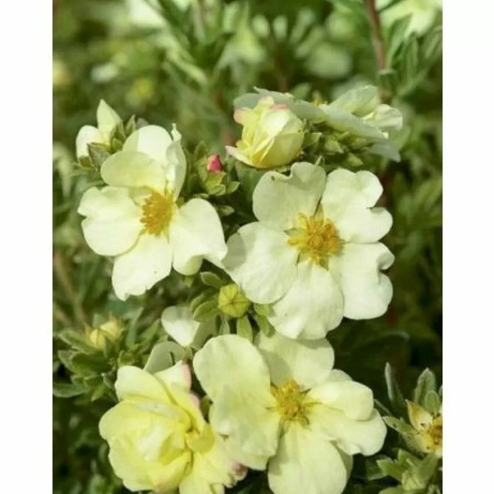 Potentilla Fructicosa Cream'Issima Vaso 18Cm>PERAGASHOP Clearance