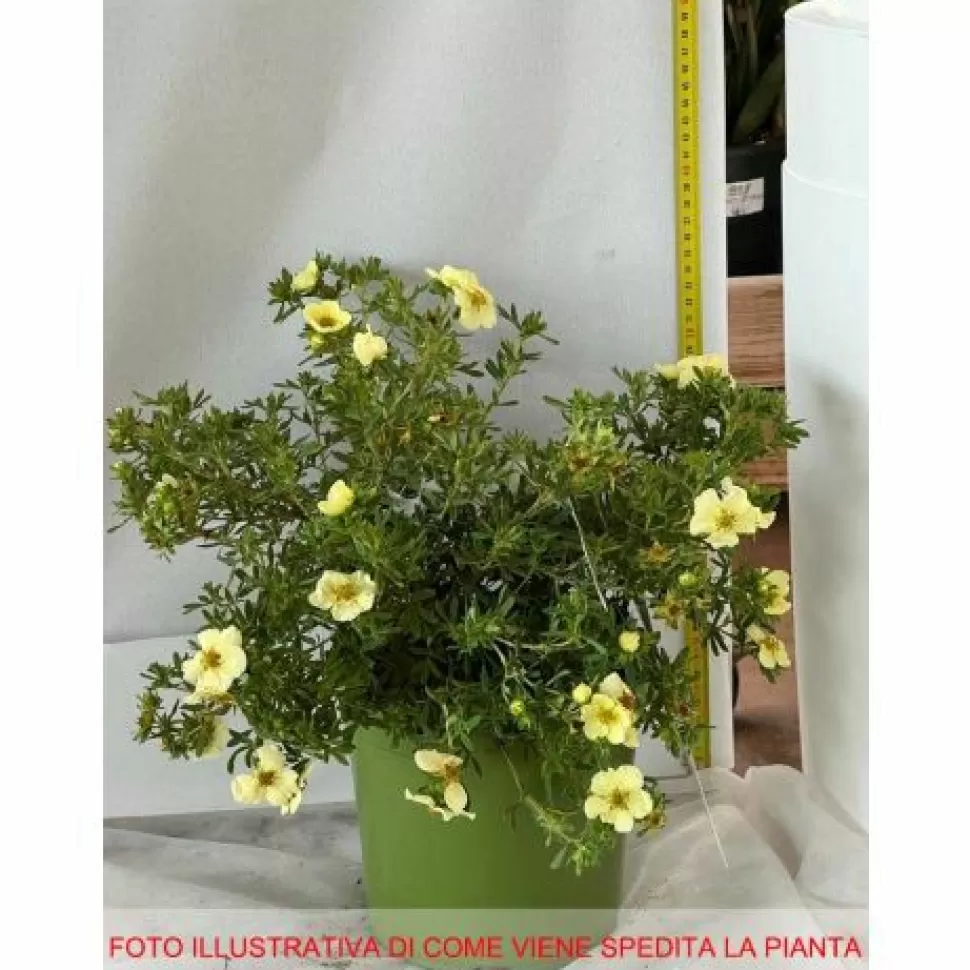 Potentilla Fructicosa Cream'Issima Vaso 18Cm>PERAGASHOP Clearance