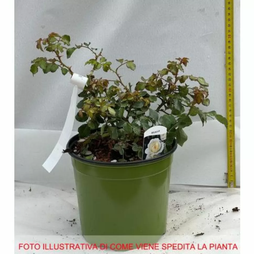 Rosa Tappezzante Bounty Vaso 18Cm>PERAGASHOP Cheap