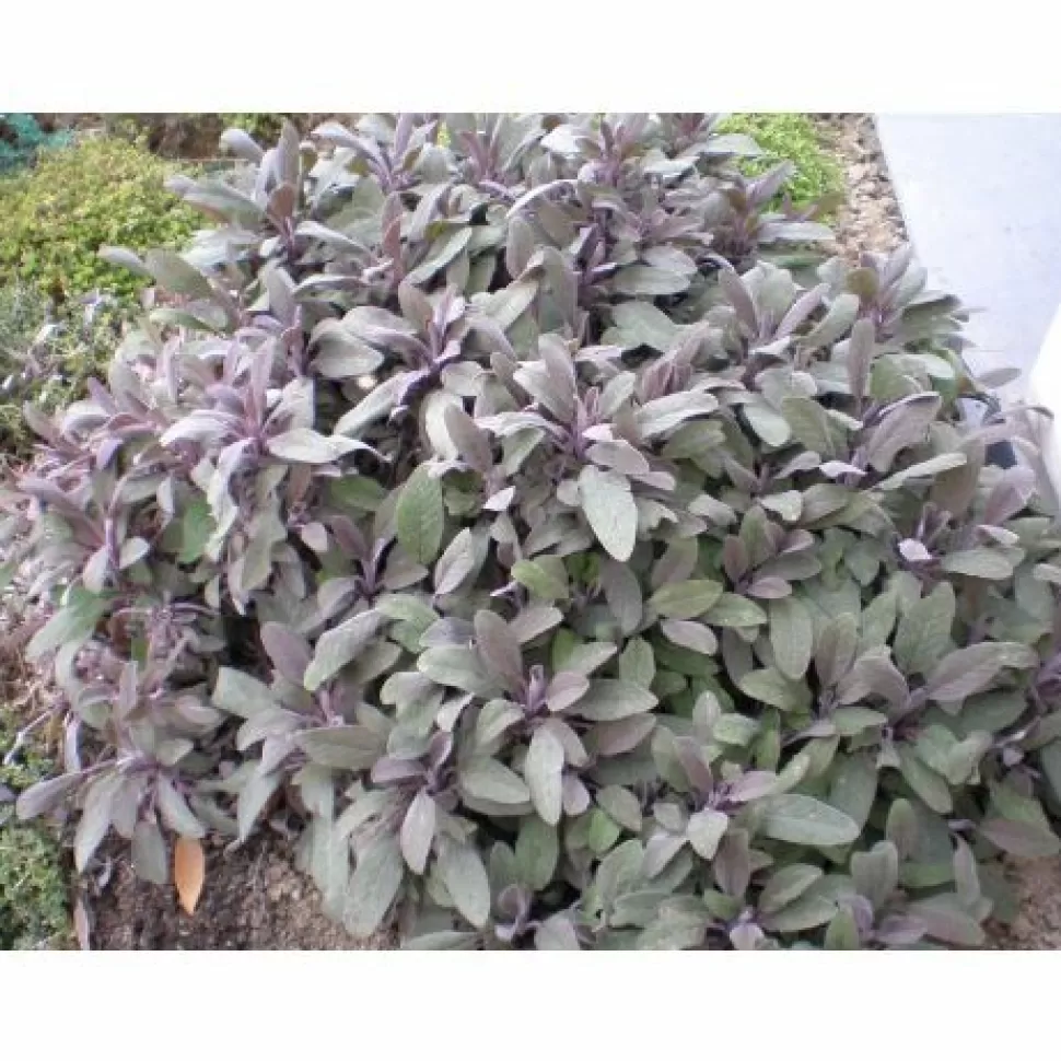 Salvia Purpurea Vaso 14Cm>ORTOMIO Outlet