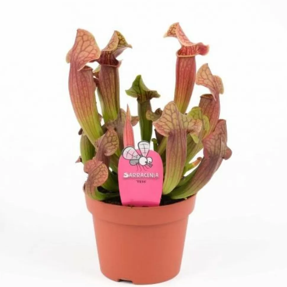 Sarracenia Assortita Vaso 8Cm>PERAGASHOP Best