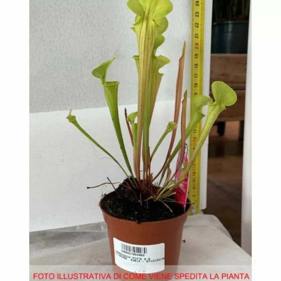 Sarracenia Assortita Vaso 8Cm>PERAGASHOP Best