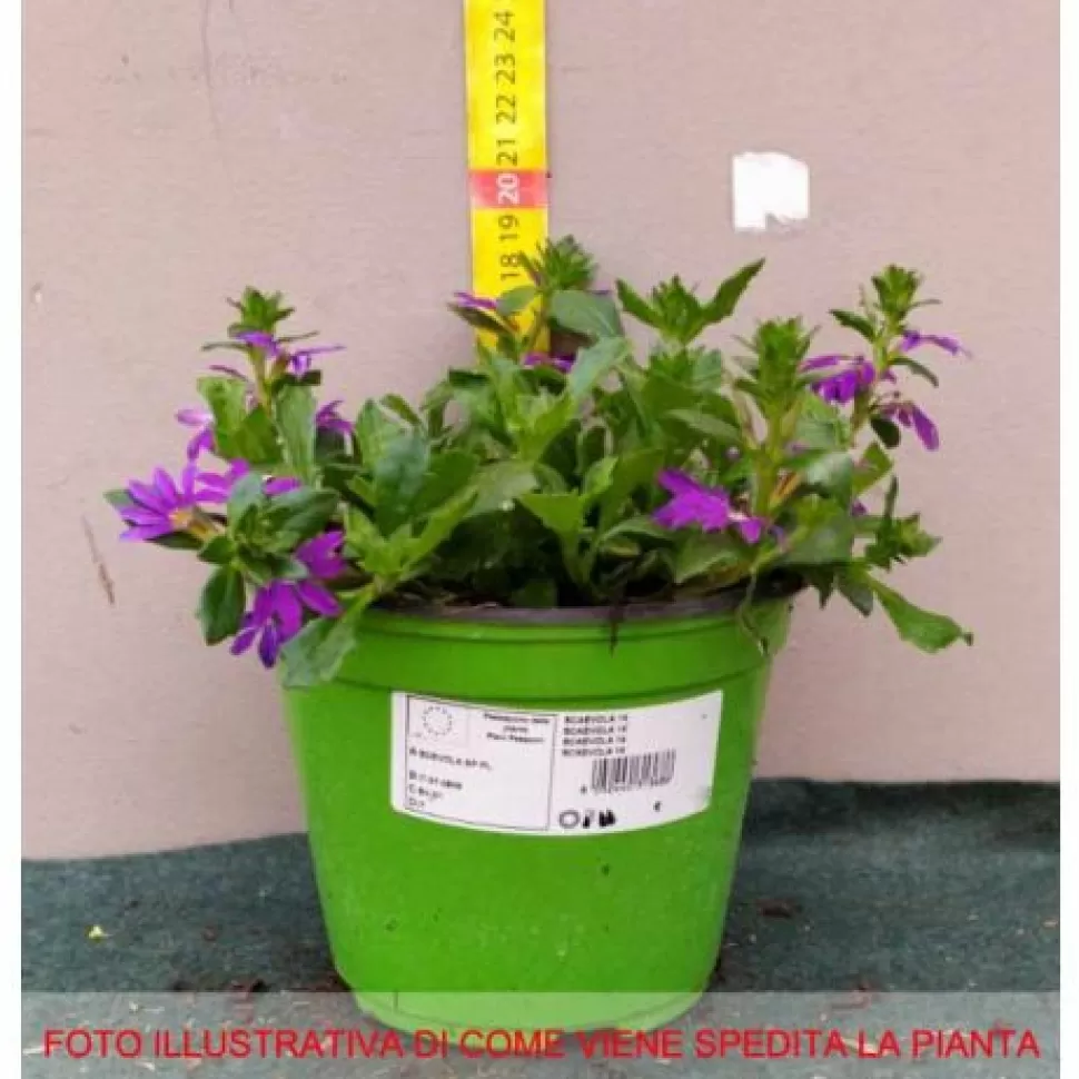 Scaevola Vaso 14Cm>PERAGASHOP Cheap