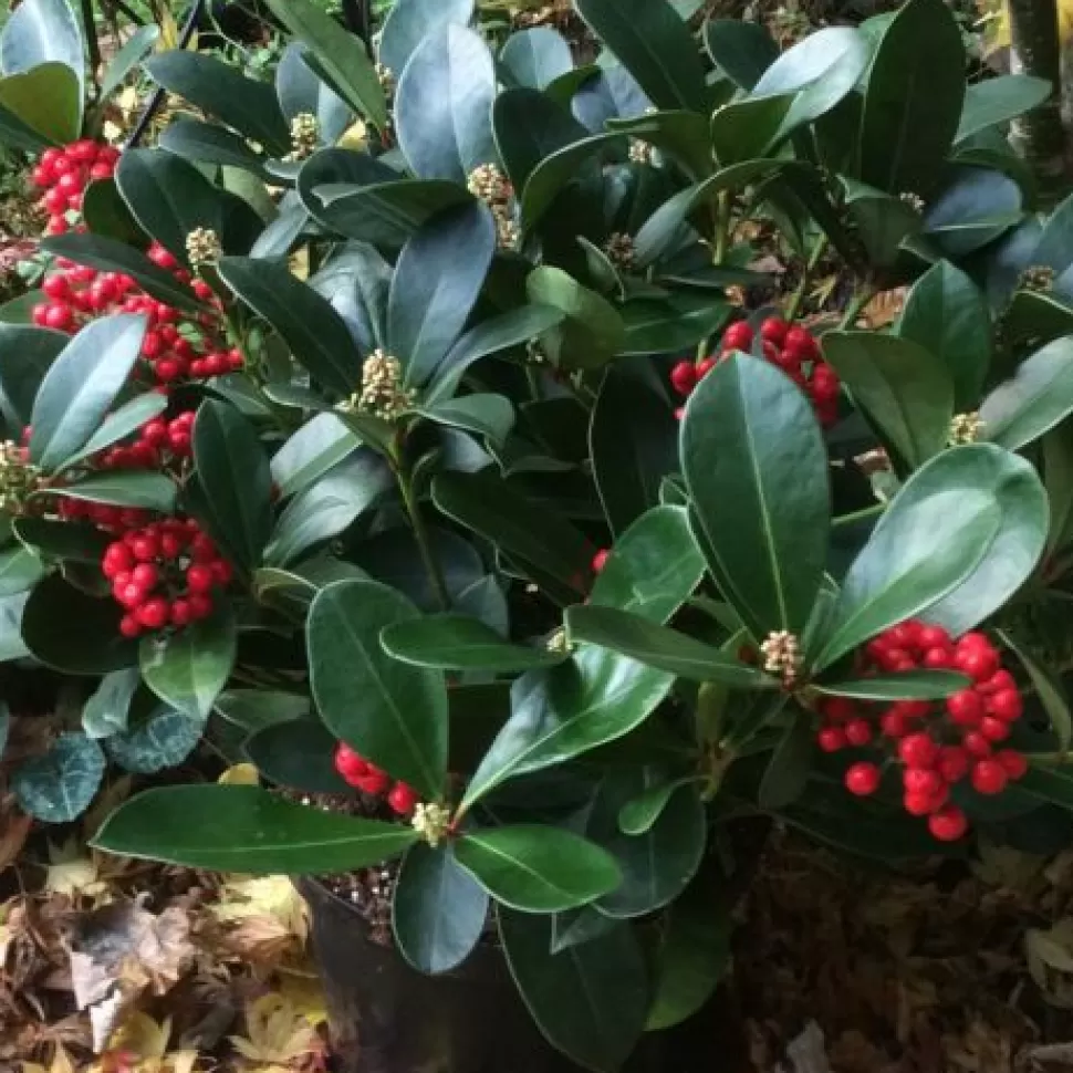 Skimmia Japonica Veitchii Vaso 23Cm>PERAGASHOP Best