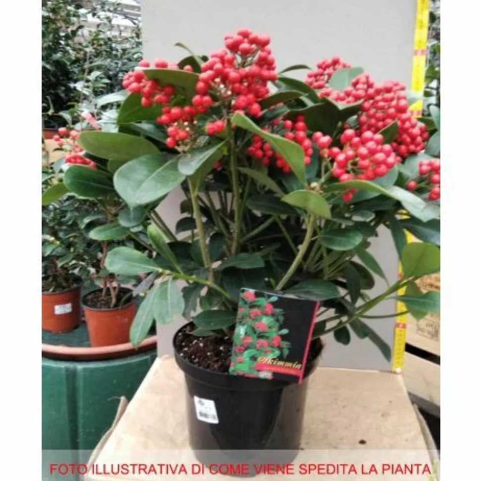 Skimmia Japonica Veitchii Vaso 23Cm>PERAGASHOP Best