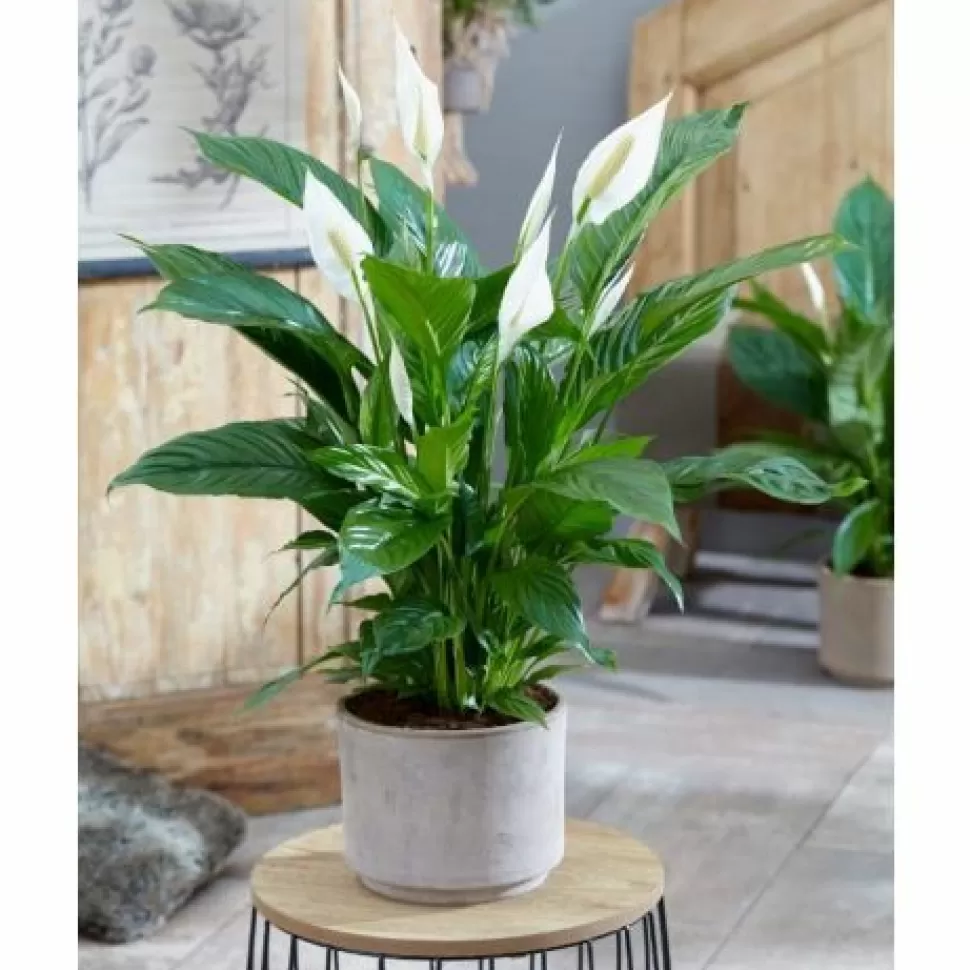 Spathiphyllum Vivaldi Bianco Vaso 18Cm>PERAGASHOP Discount