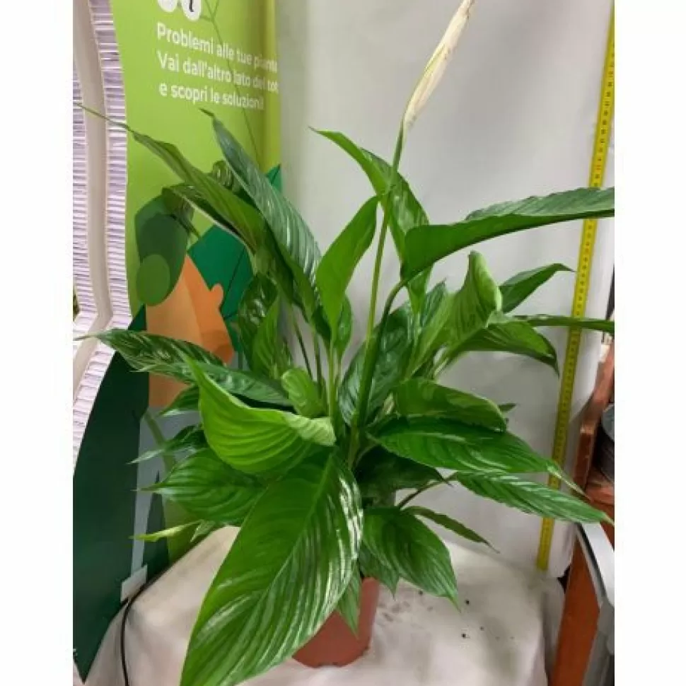 Spathiphyllum Vivaldi Bianco Vaso 18Cm>PERAGASHOP Discount