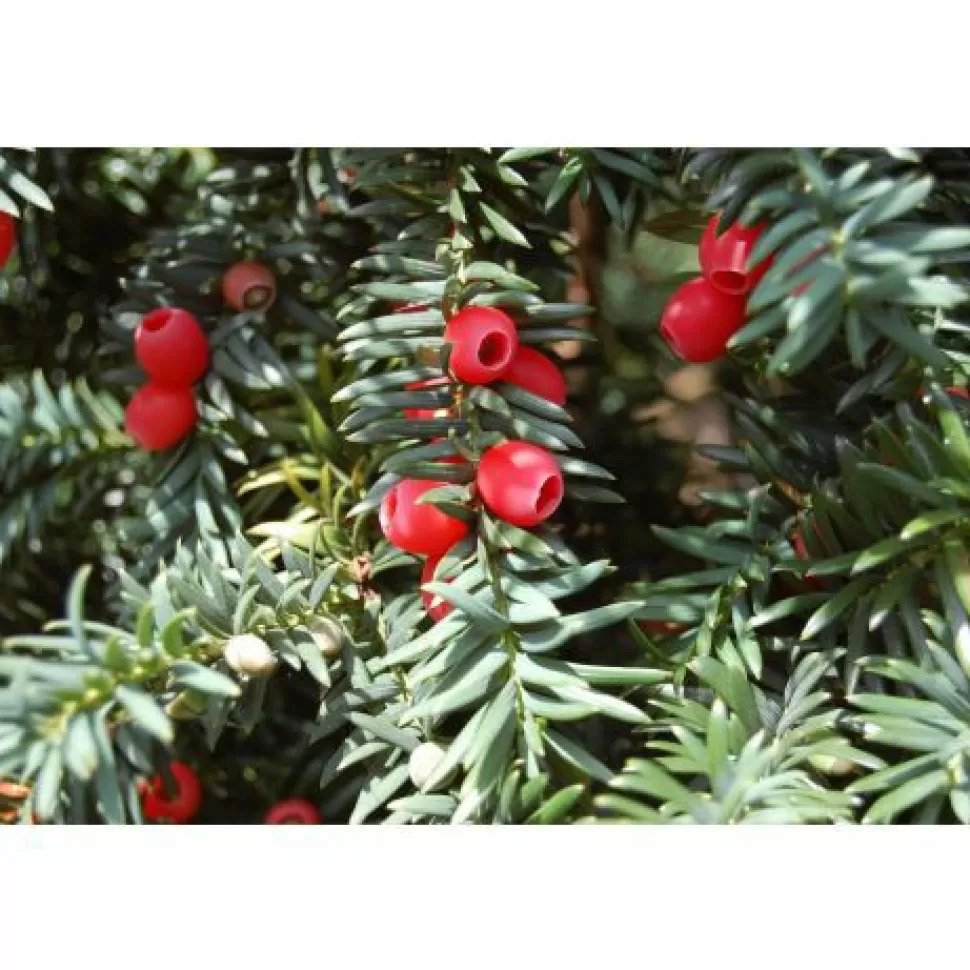 Taxus Baccata Globe Vaso 26Cm>PERAGASHOP New