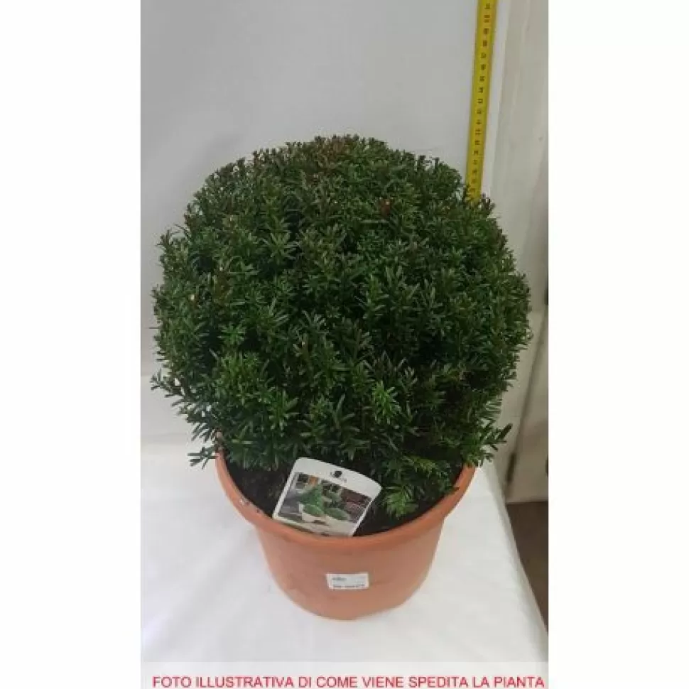 Taxus Baccata Globe Vaso 26Cm>PERAGASHOP New