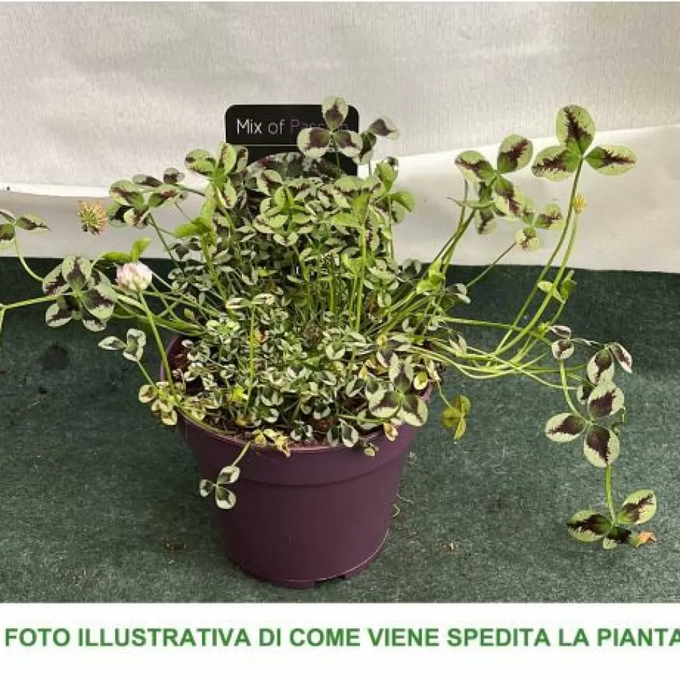 Trifolium Repens Leonore Vaso 12Cm>PERAGASHOP Discount