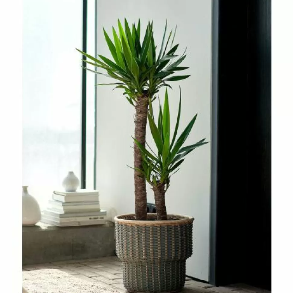 Yucca Vaso 14Cm>PERAGASHOP Hot