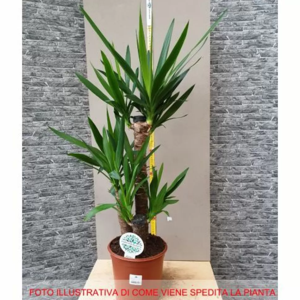 Yucca Vaso 17Cm>PERAGASHOP Online