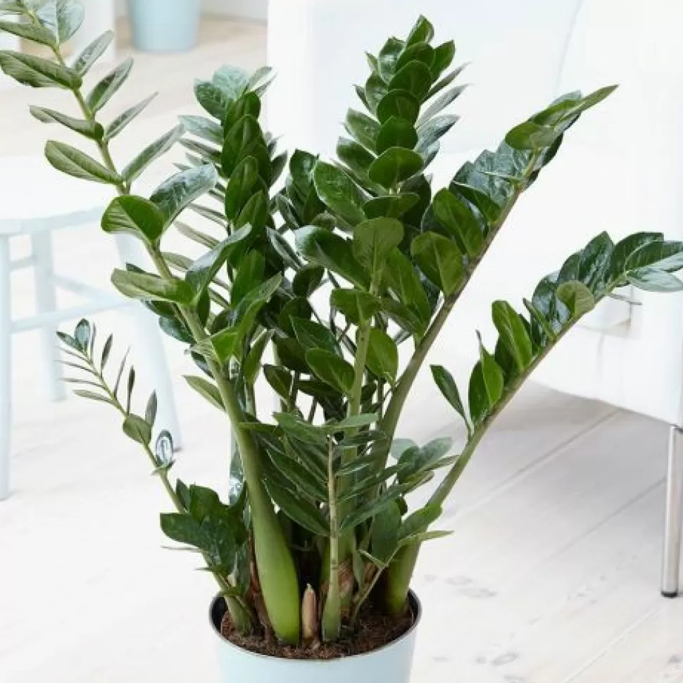 Zamioculcas In Vaso 21Cm>PERAGASHOP Fashion