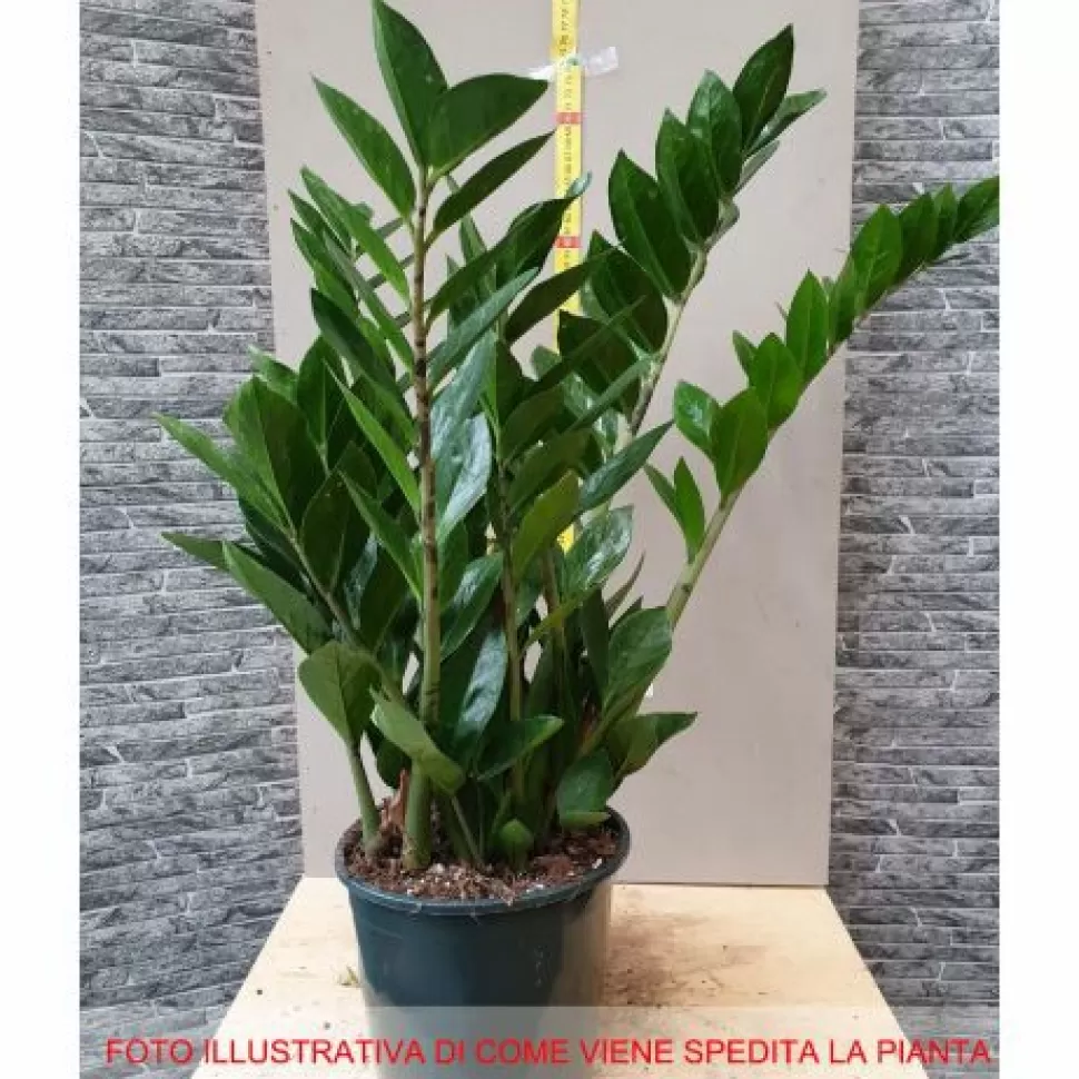 Zamioculcas In Vaso 21Cm>PERAGASHOP Fashion